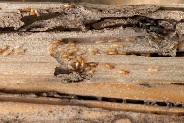 Best Pest Control Treatment  in Bridgetown, OH