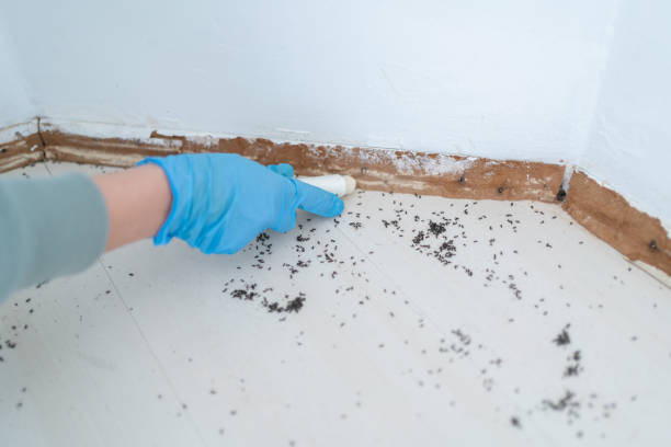 Best Bed Bug Extermination  in Bridgetown, OH
